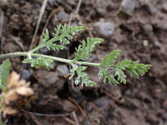 Lomatium