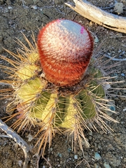 Melocactus macracanthos