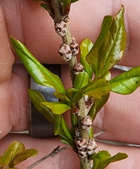 Ceroplastes sinensis