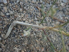 Eriastrum sparsiflorum