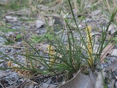 Lomandra glauca
