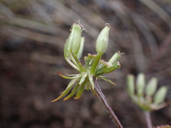 Lomatium