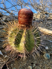 Melocactus macracanthos
