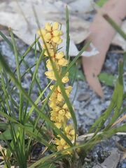 Lomandra glauca