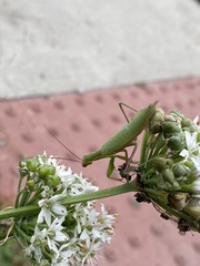 Mantis