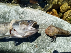 Salvelinus confluentus