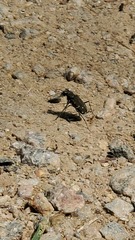 Cicindela duodecimguttata