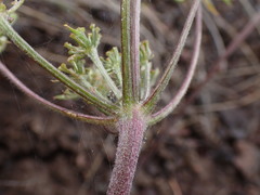 Lomatium