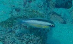 Scolopsis margaritifera