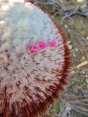 Melocactus macracanthos