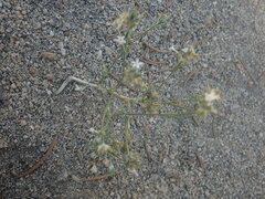 Eriastrum sparsiflorum