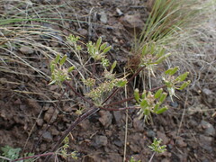 Lomatium