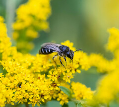 Colletes simulans
