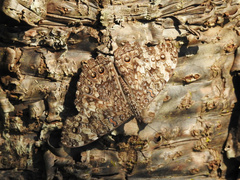 Hamadryas