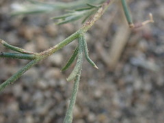 Eriastrum sparsiflorum