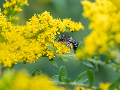 Colletes simulans