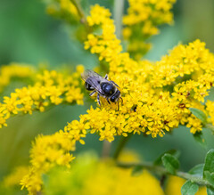 Colletes simulans