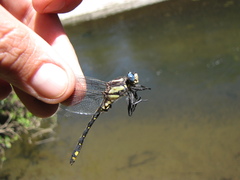 Phanogomphus kurilis
