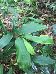 Alpinia intermedia