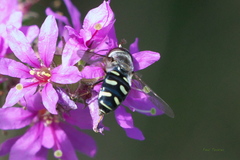 Lapposyrphus lapponicus