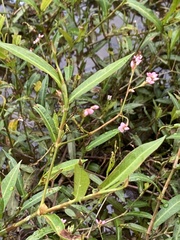 Persicaria dichotoma