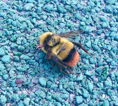 Bombus ignitus