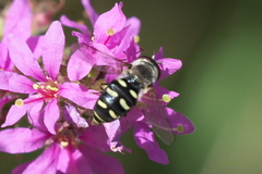Lapposyrphus lapponicus
