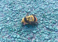Bombus ignitus