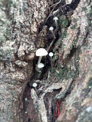 Lactocollybia