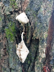 Lactocollybia