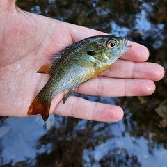 Lepomis auritus
