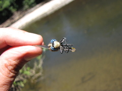 Phanogomphus kurilis
