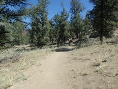 Eriastrum sparsiflorum