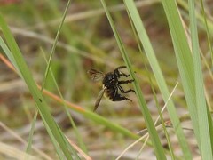 Cyrtopogon dasyllis