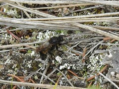 Cyrtopogon dasyllis
