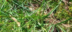 Diuris orientis