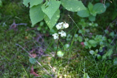 Pyrola chlorantha