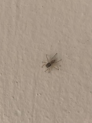 Menemerus bivittatus