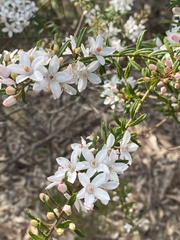 Philotheca hispidula