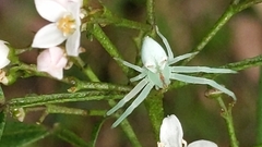 Sidymella rubrosignata