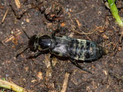 Creophilus maxillosus