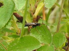 Pimpla