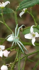 Sidymella rubrosignata