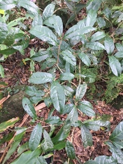 Camellia sinensis assamica