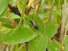 Pimpla