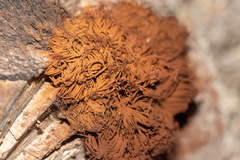 Stemonitis splendens