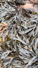 Fucus serratus