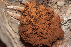 Stemonitis splendens