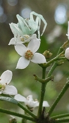Sidymella rubrosignata