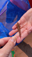 Crangon septemspinosa